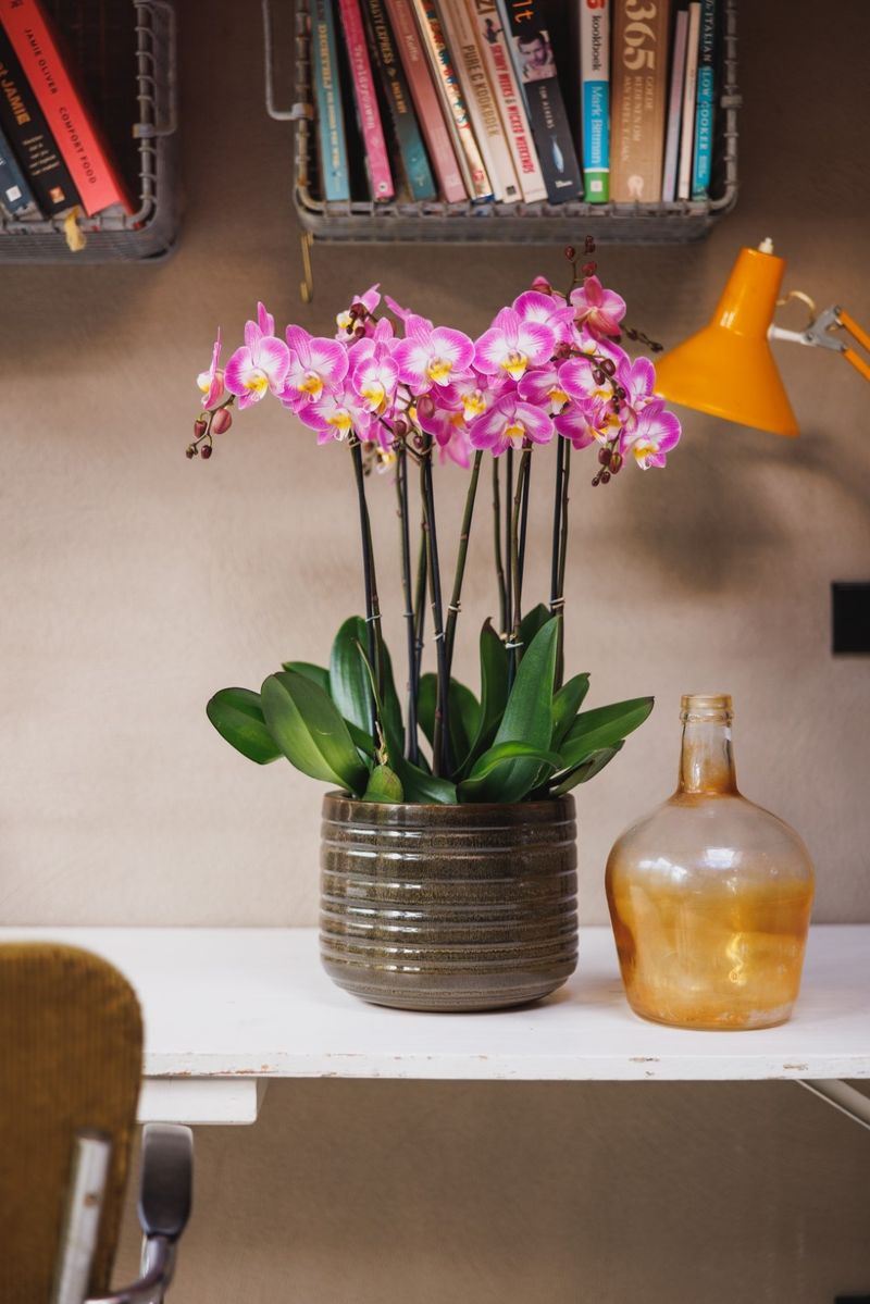 Sunca® Split - Phalaenopsis pot plants | Anthura