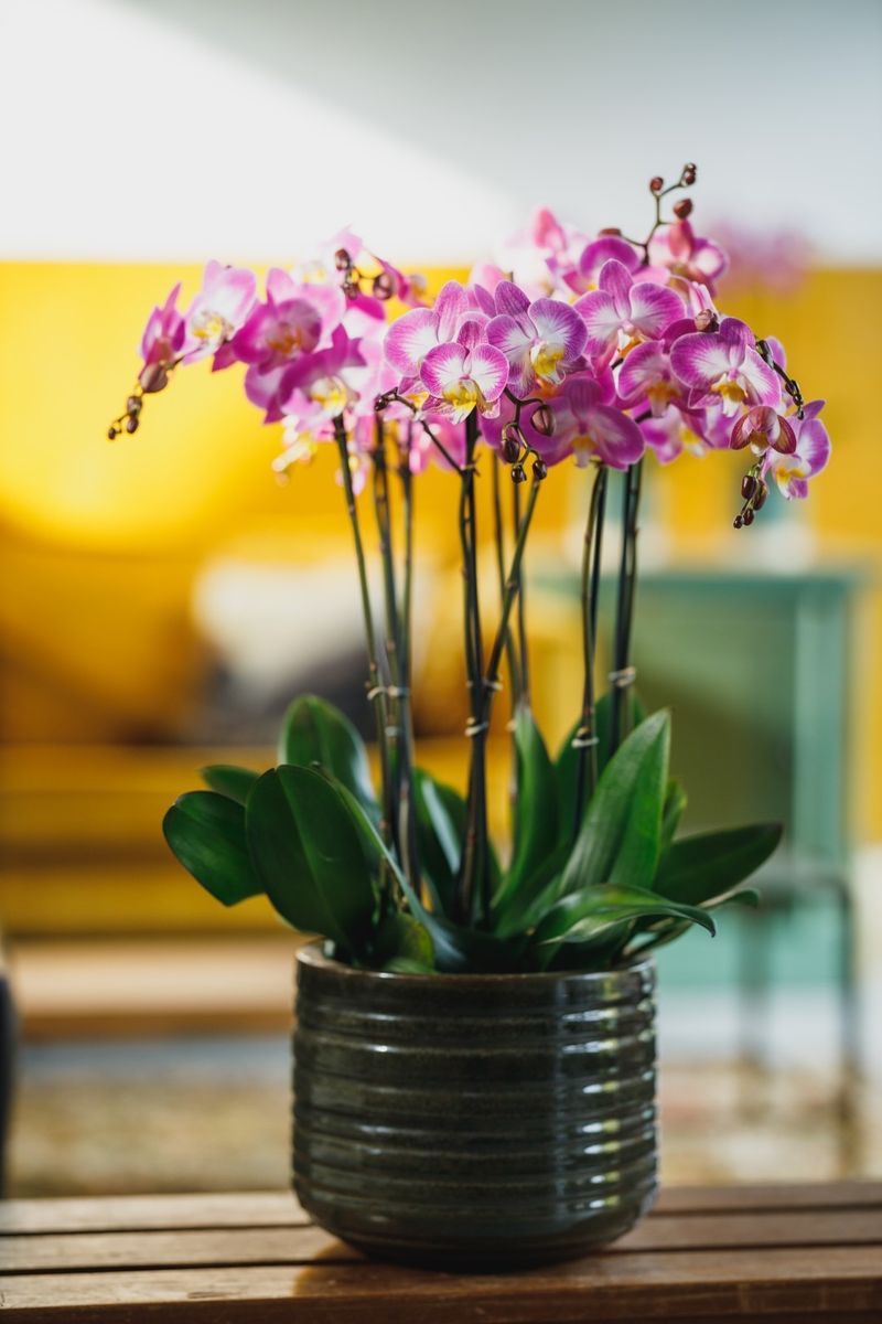 Sunca® Split - Phalaenopsis pot plants | Anthura
