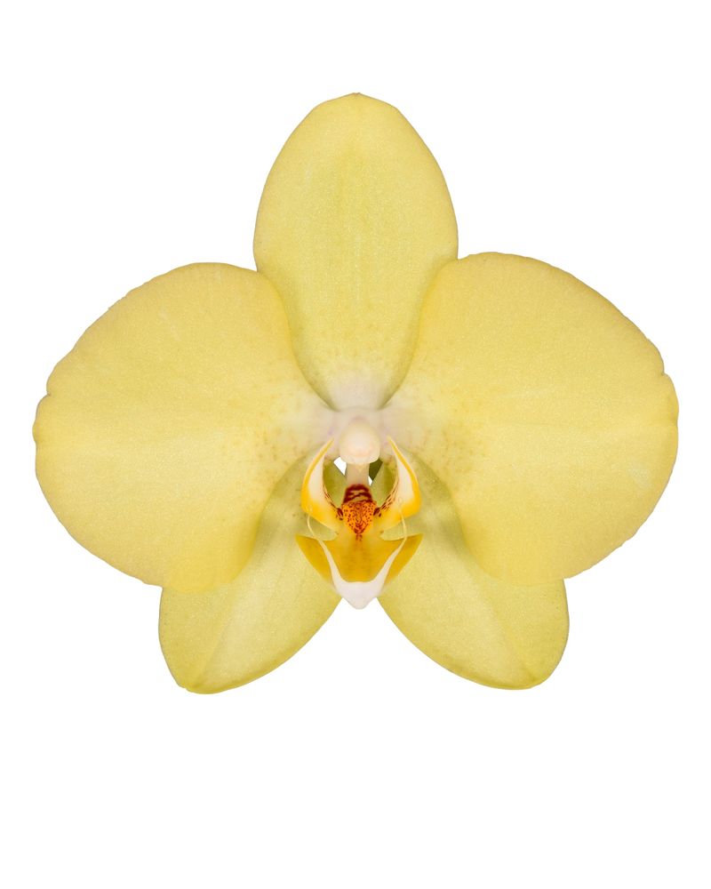 Savona - Phalaenopsis pot plants | Anthura