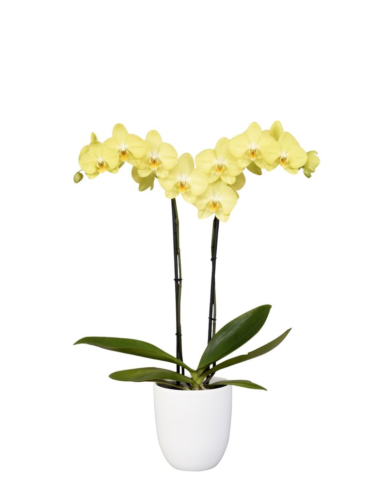 Savona - Phalaenopsis pot plants | Anthura
