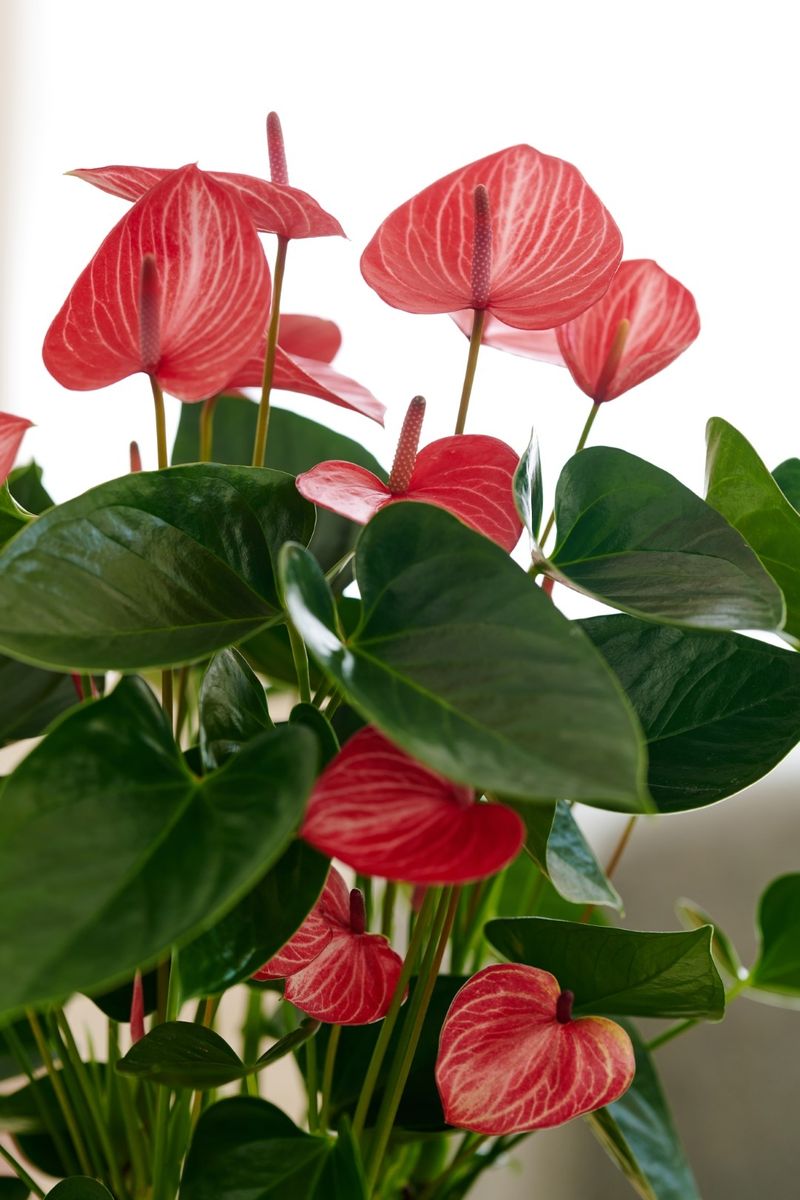 Livium® Ruby - Anthurium pot plants | Anthura