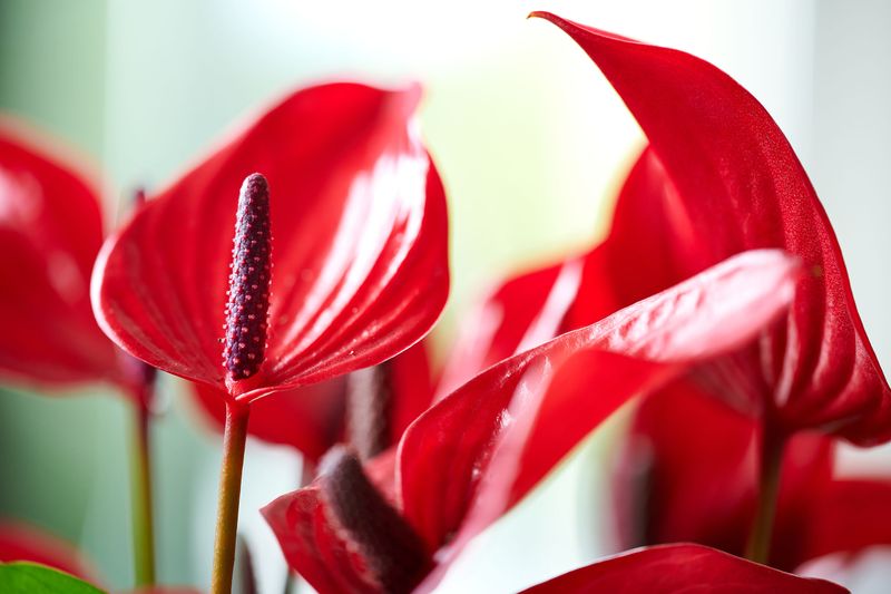 BANDALORE バンダロア Banderola® Lava® - Anthurium pot plants | Anthura
