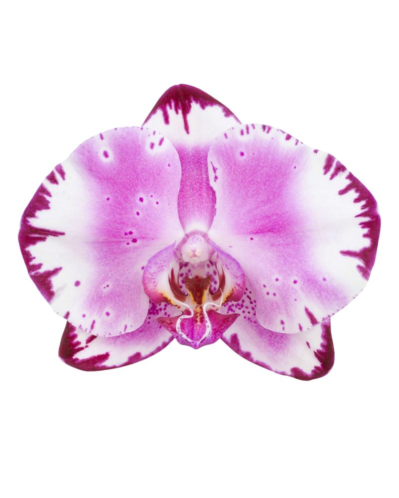 Brother You - Phalaenopsis pot plants | Anthura