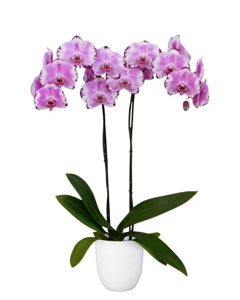 Brother You - Phalaenopsis pot plants | Anthura