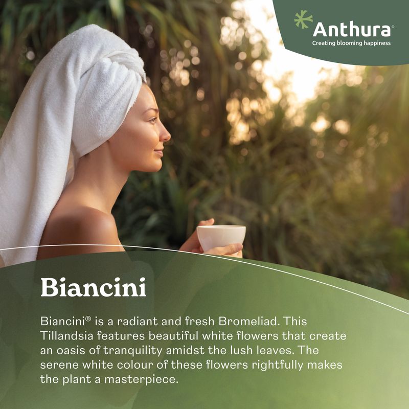 Biancini - Bromeliad pot plants | Anthura