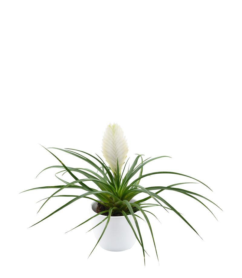 Biancini - Bromeliad pot plants | Anthura