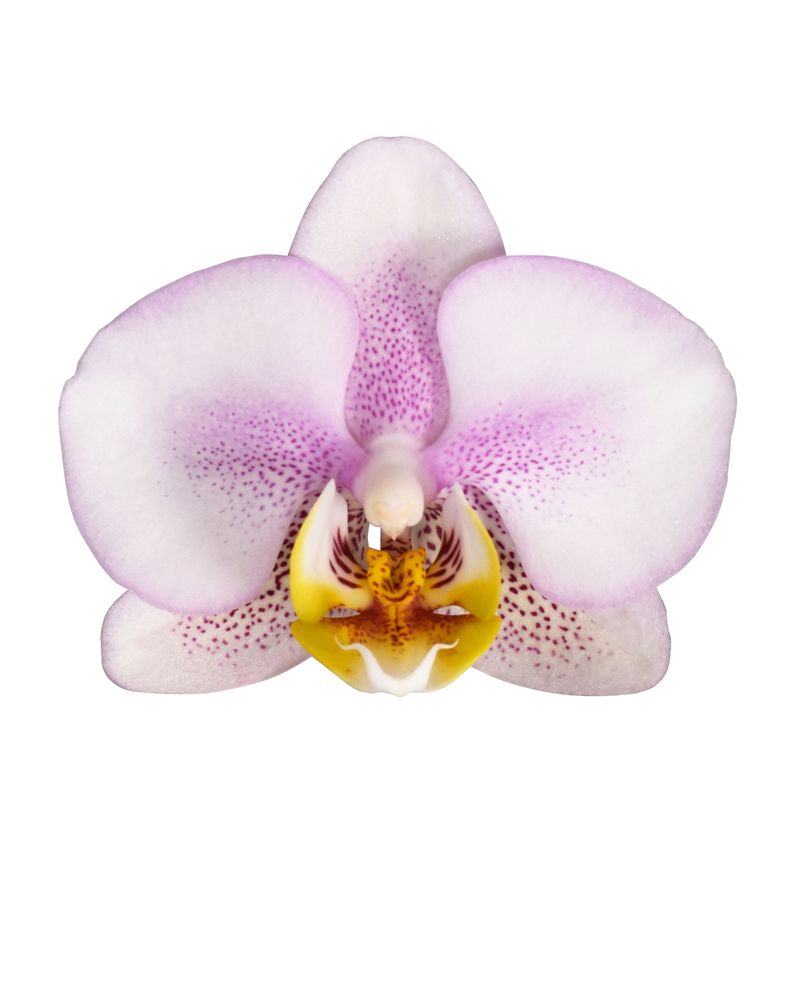 R91CP【Carola flower】 Carola - Phalaenopsis pot plants | Anthura