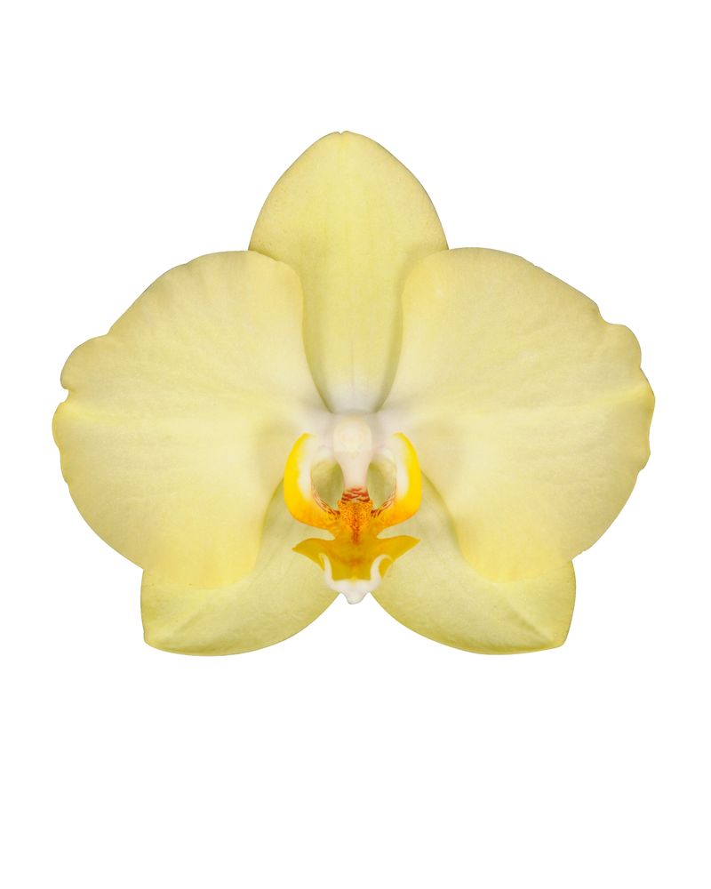 Ferrara - Phalaenopsis pot plants | Anthura