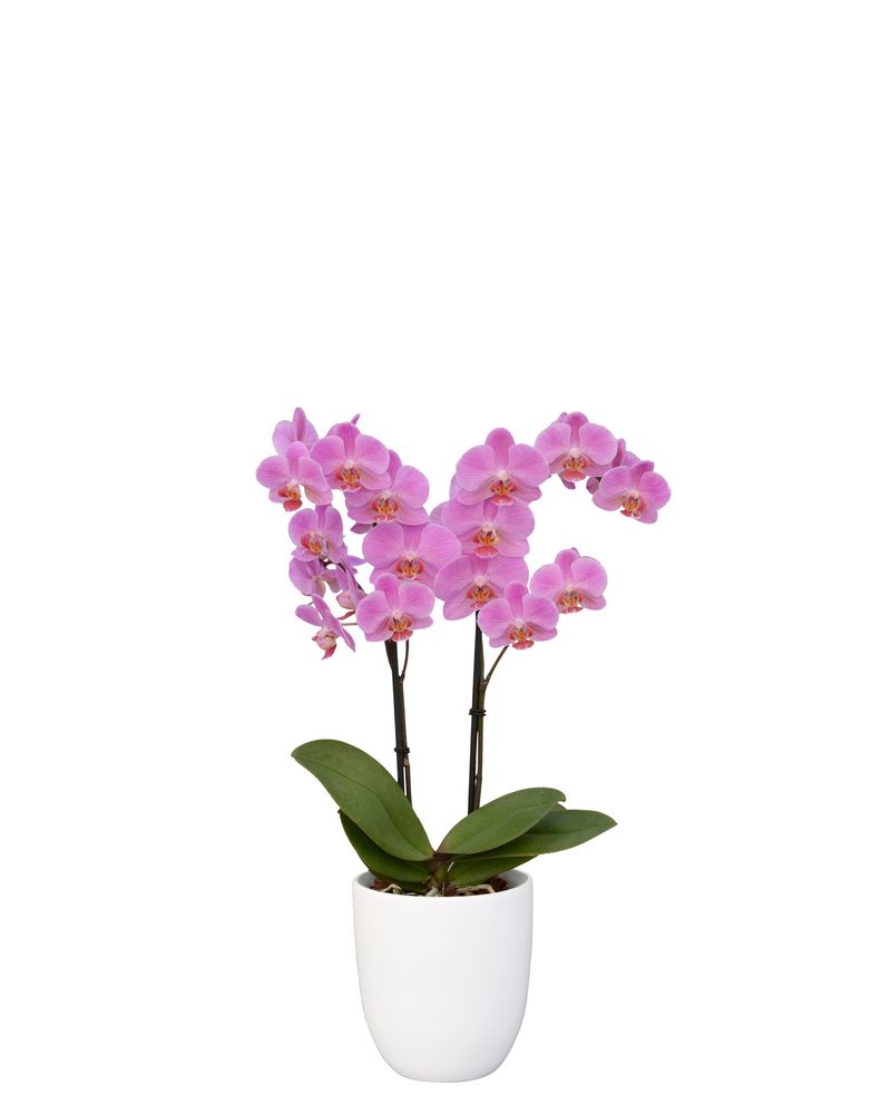 Fredrikstad - Phalaenopsis pot plants | Anthura