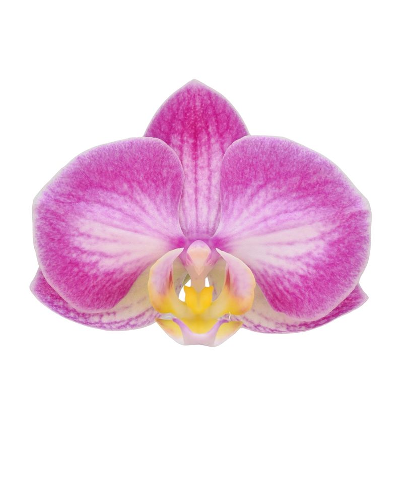 Sunca® Pula - Phalaenopsis pot plants | Anthura