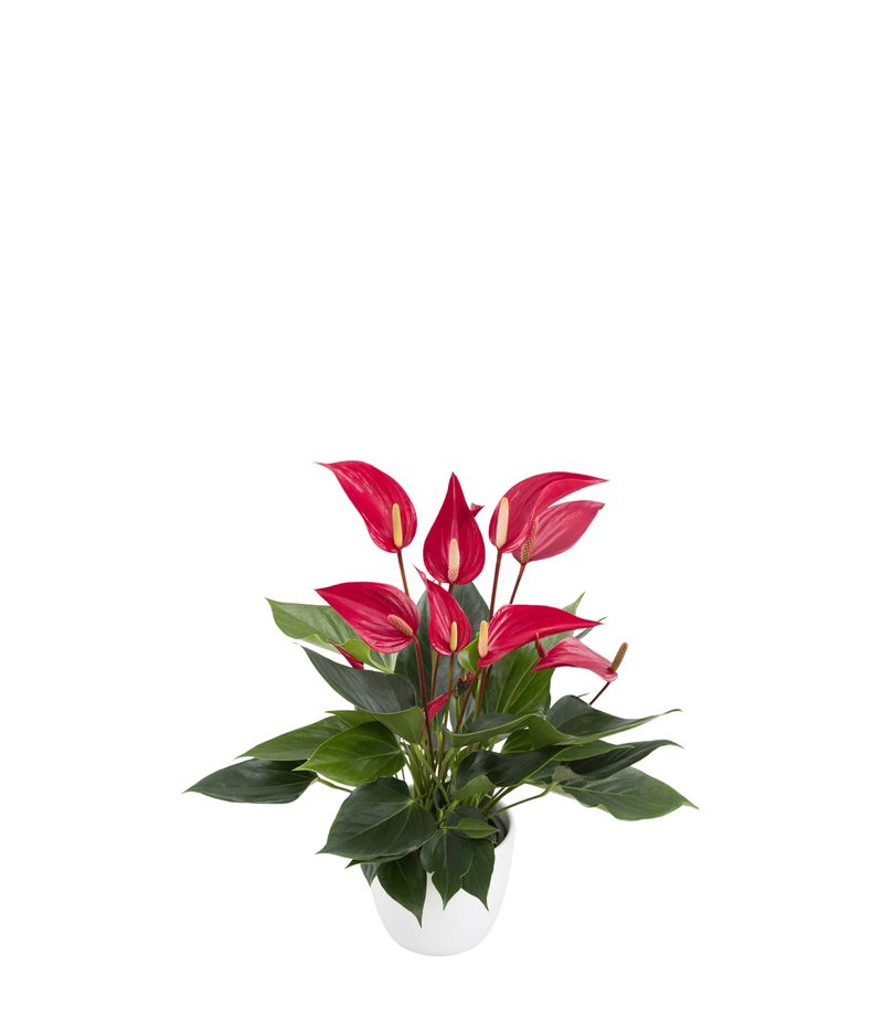 Banderola® Roja® - Anthurium pot plants | Anthura