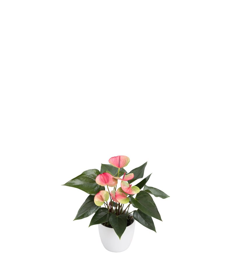 Sunset® - Anthurium pot plants | Anthura