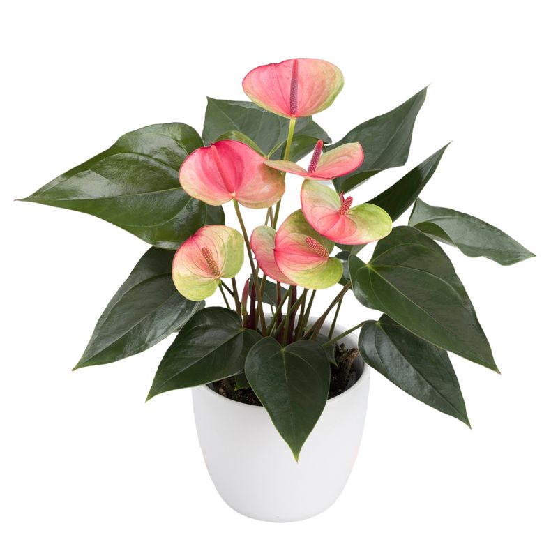 Sunset® - Anthurium pot plants | Anthura