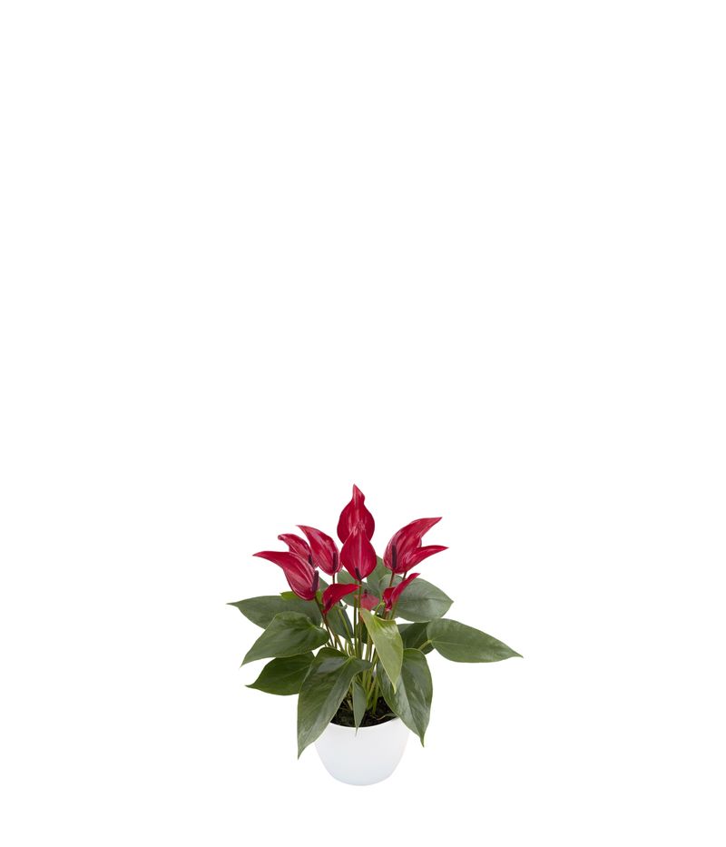 Banderola® Lava® - Anthurium pot plants | Anthura