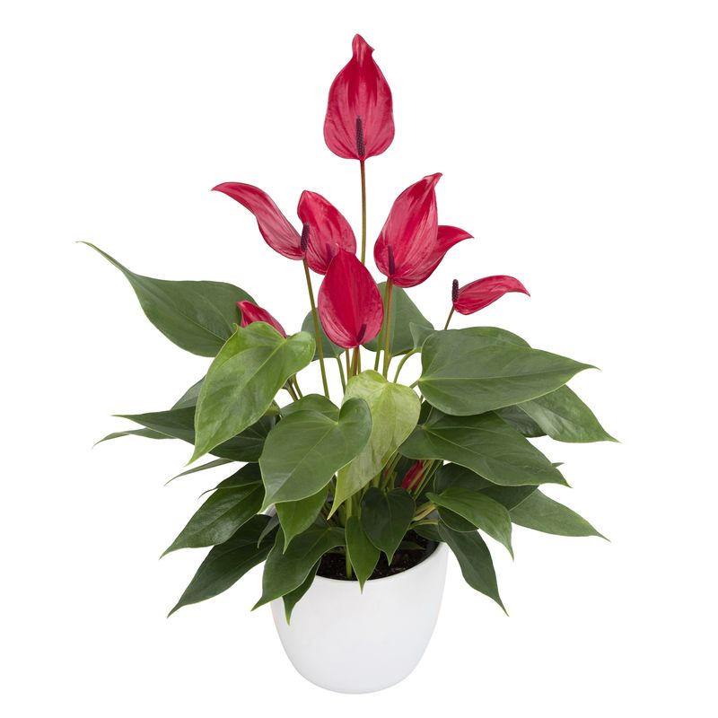 Banderola® Lava® - Anthurium pot plants | Anthura