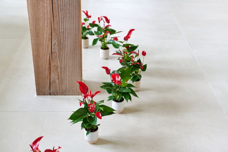 Banderola® Lava® - Anthurium pot plants | Anthura