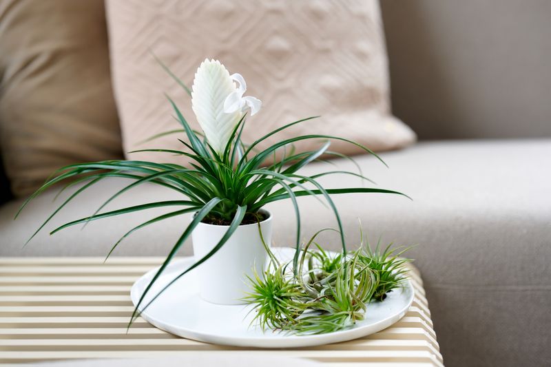 Biancini - Bromelia pot plants | Anthura