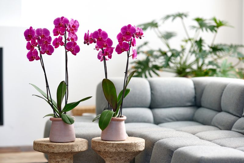 Lusaka - Phalaenopsis pot plants | Anthura
