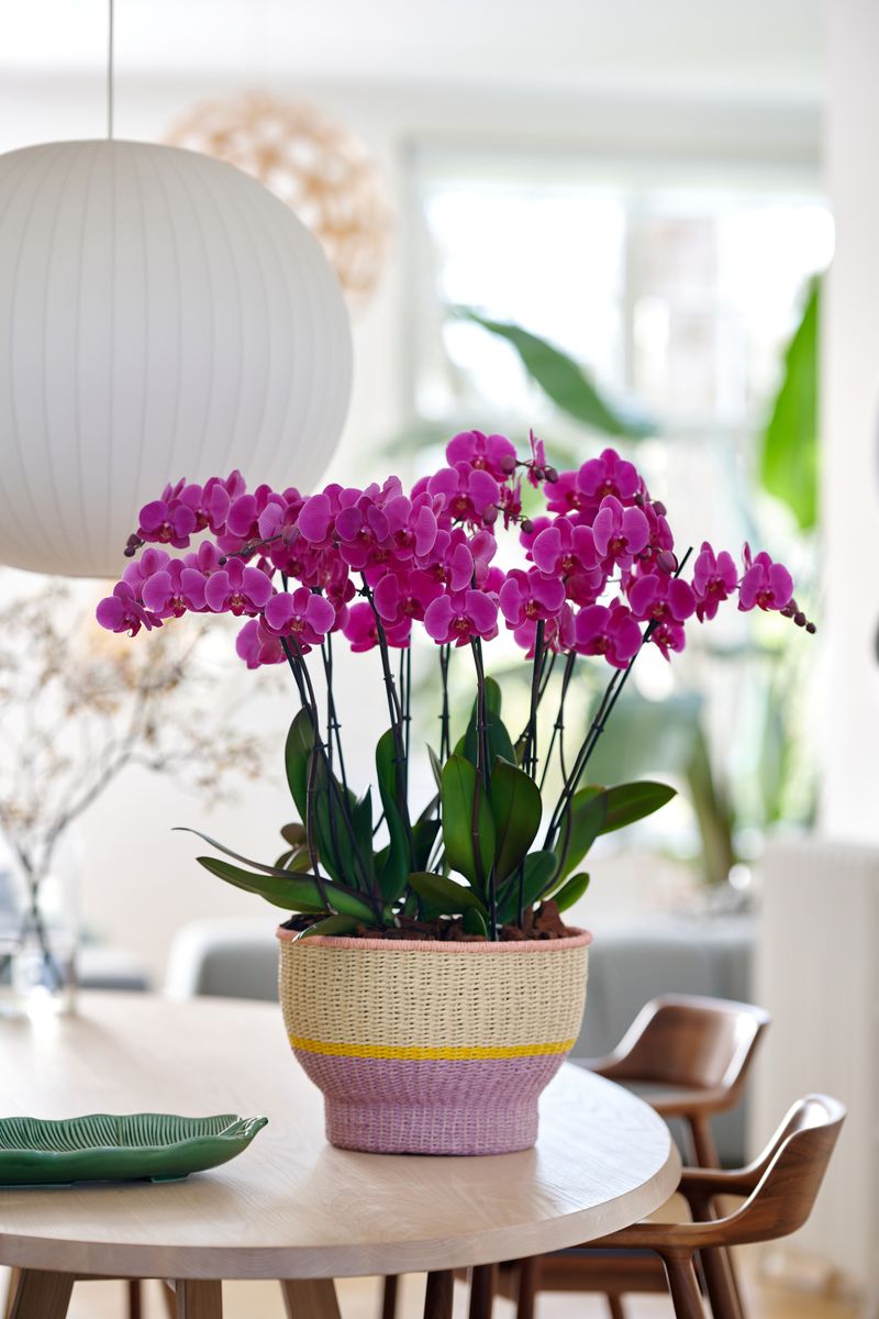 Lusaka - Phalaenopsis pot plants | Anthura