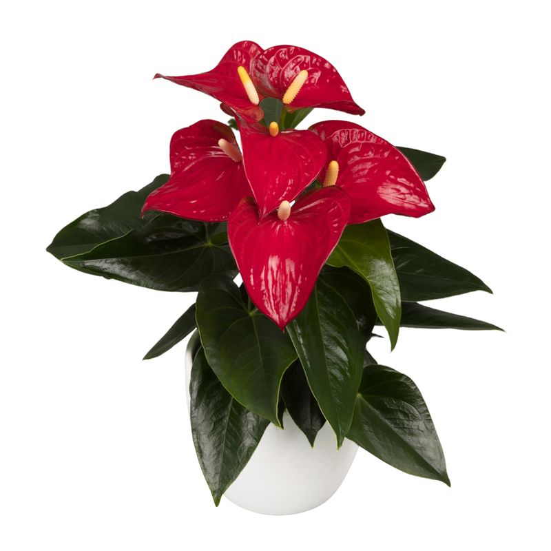 Bambino® Red - Anthurium pot plants | Anthura