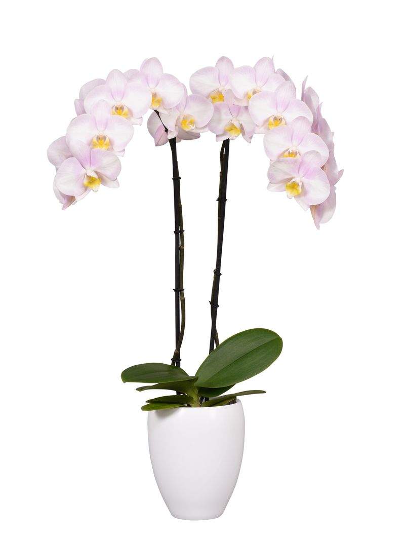 Sunca® Novalja - Phalaenopsis pot plants | Anthura