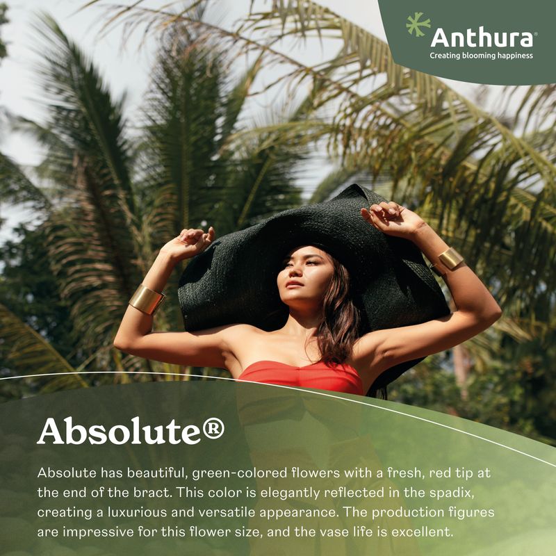 Auturaページ Absolute® - Anthurium cut flowers | Anthura