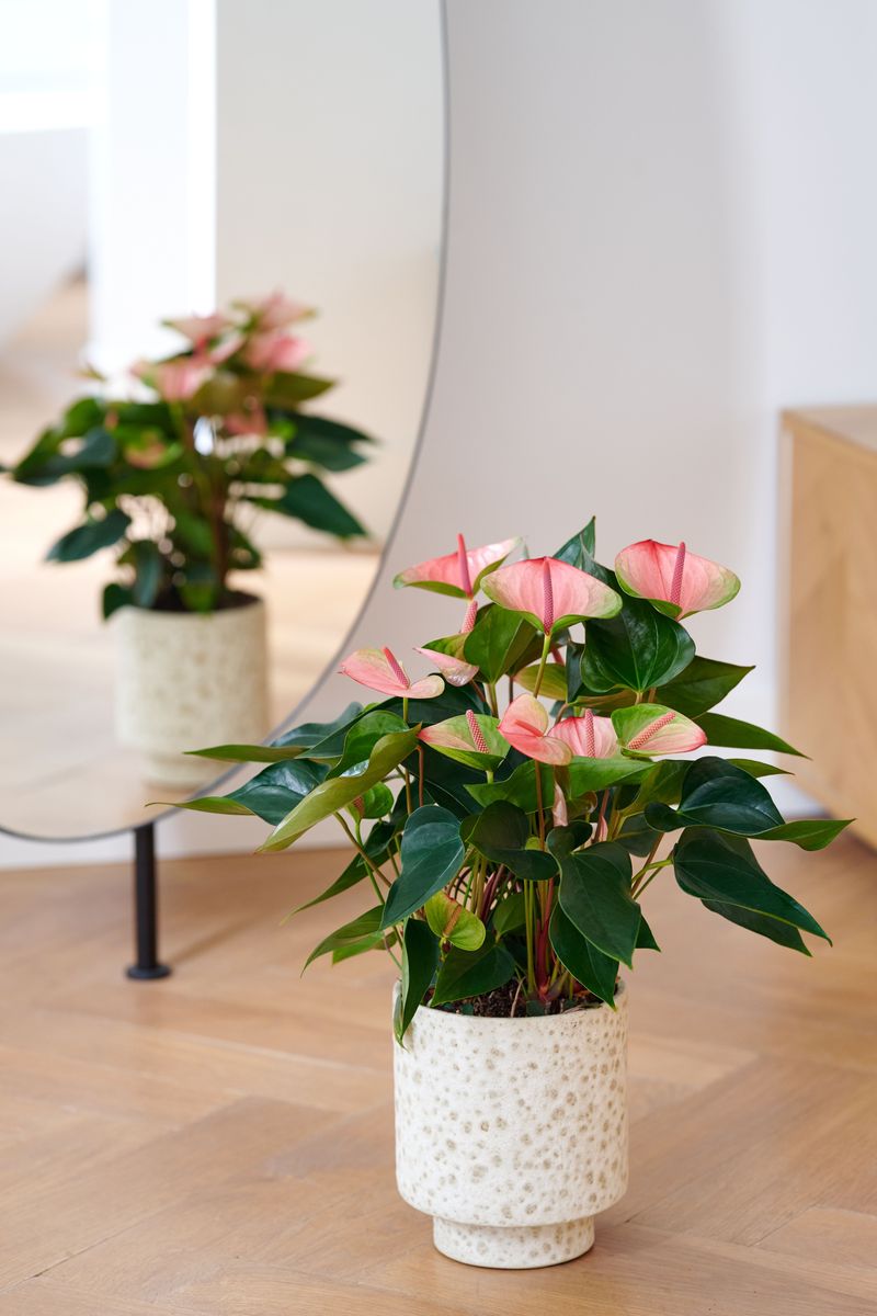 その他観葉植物 Anthurium 'Sunset Frill' Sunset® - Anthurium pot plants | Anthura
