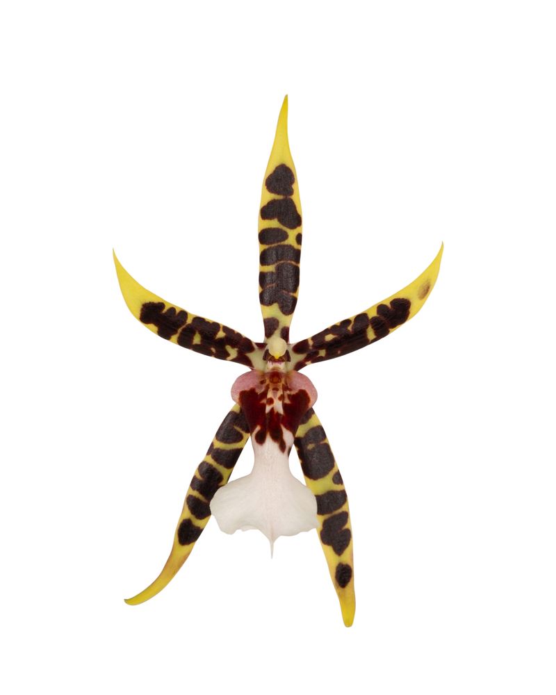 洋楽 Tarantula Tarantula® Xl Bright - Exclusieve orchideeën | Anthura