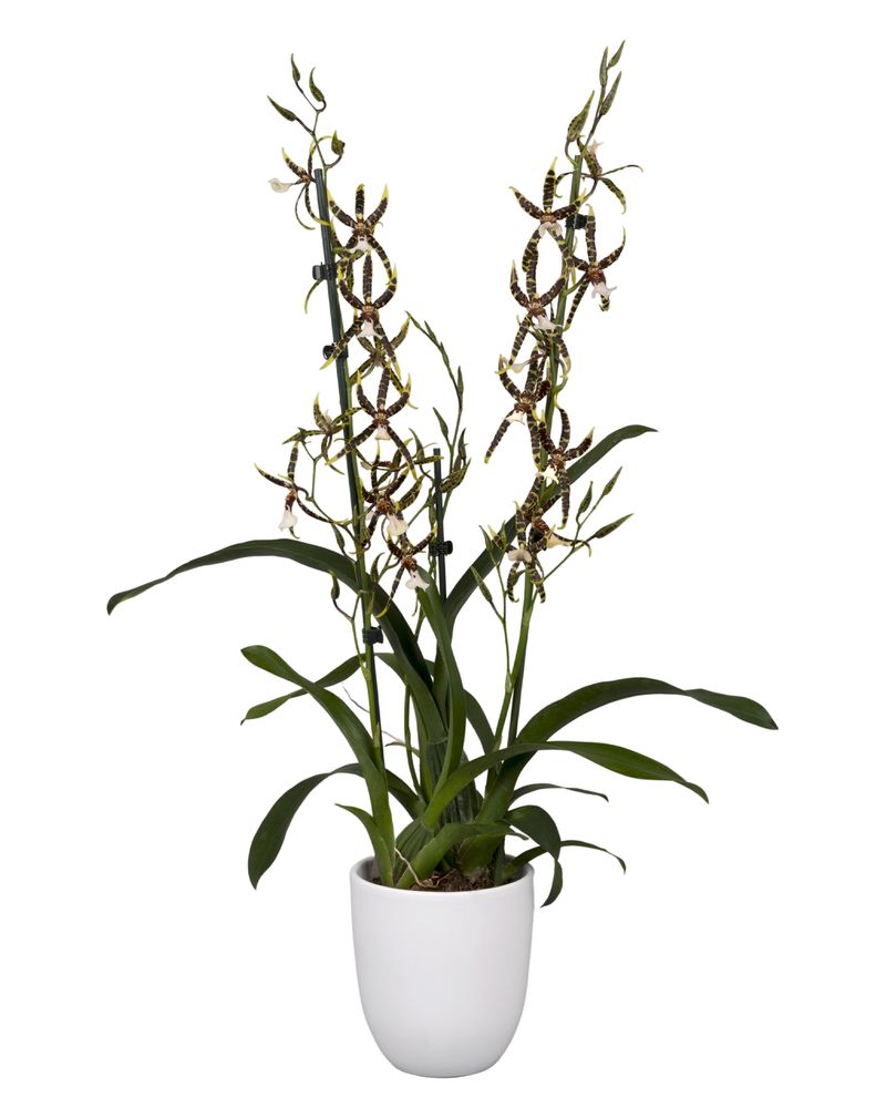 Tarantula® Xl Bright - Exclusieve orchideeën | Anthura